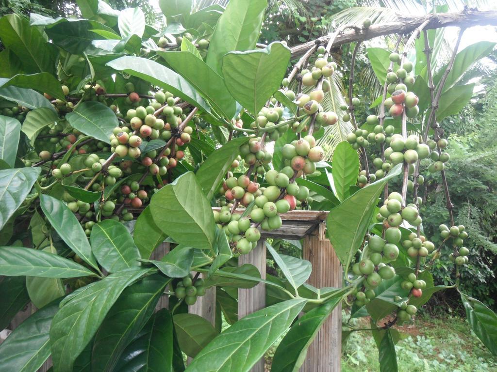 Classique International In Dominica Marigot Szoba fotó